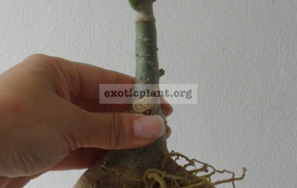 adenium-Purple-Mong-Kong-big-nice-caudex