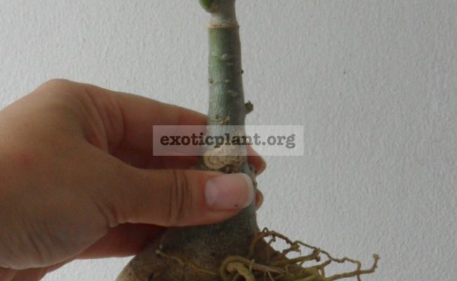 adenium-Purple-Mong-Kong-big-nice-caudex