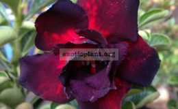adenium-Ra-Hu