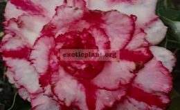 adenium-Ra-Tee-Pink-25