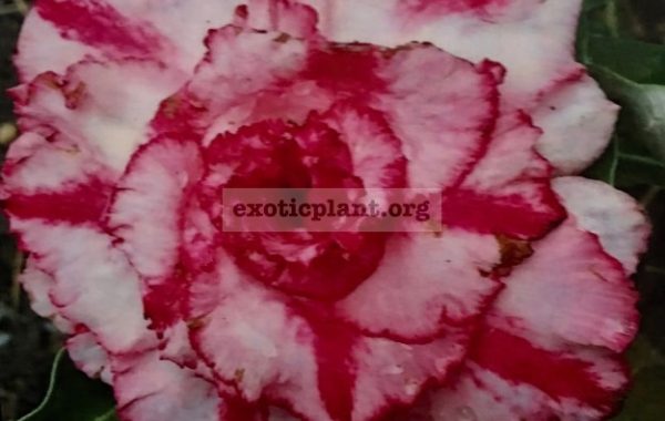 adenium-Ra-Tee-Pink-25