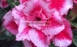adenium-Rainbow-