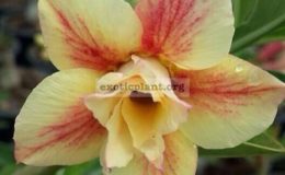 adenium-Rainbow-Rose-