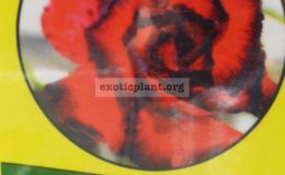 adenium-Red-Hutsadee-950-