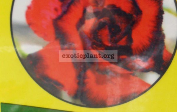 adenium-Red-Hutsadee-950-