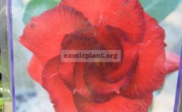 adenium-Red-Satisfied-900-