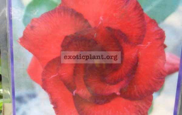 adenium-Red-Satisfied-900-