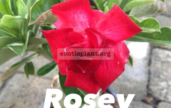 adenium-Rosey-