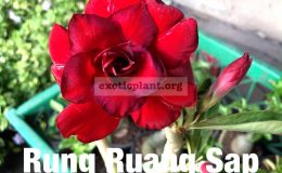 adenium-Rung-Ruang-Sap-