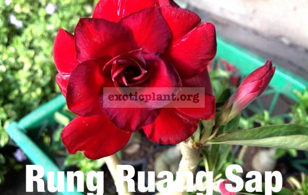 adenium-Rung-Ruang-Sap-