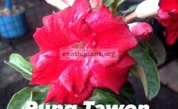 adenium-Rung-Tawon
