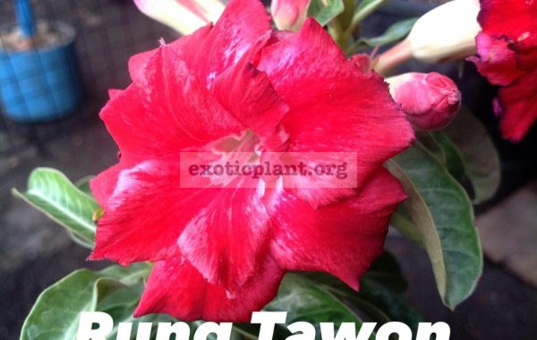 adenium-Rung-Tawon