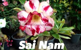 adenium-Sai-Nam-