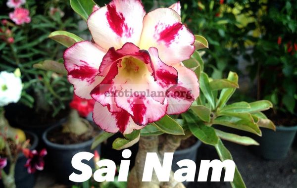 adenium-Sai-Nam-