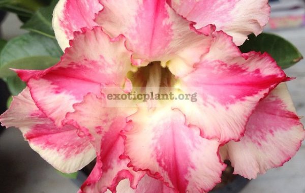 adenium-Sangthong-new-25