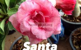 adenium-Santa