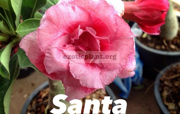 adenium-Santa