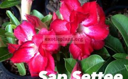 adenium-Sap-Settee