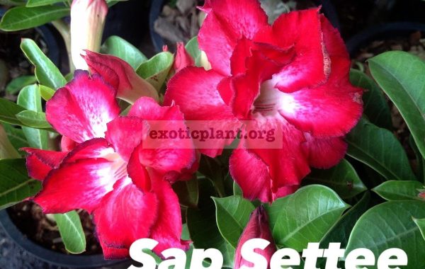 adenium-Sap-Settee