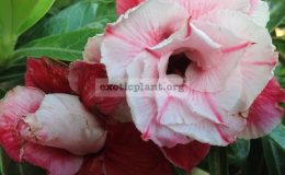adenium-Sapsomboon-30