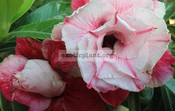 adenium-Sapsomboon-30