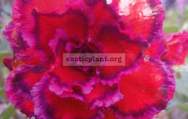 adenium-Seven-Heaven-