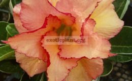 adenium-Sherbet-25