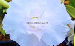 adenium-Si-Wa-Non-White