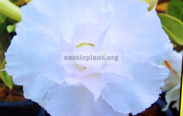 adenium-Si-Wa-Non-White