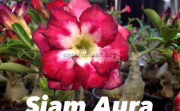 adenium-Siam-Aura