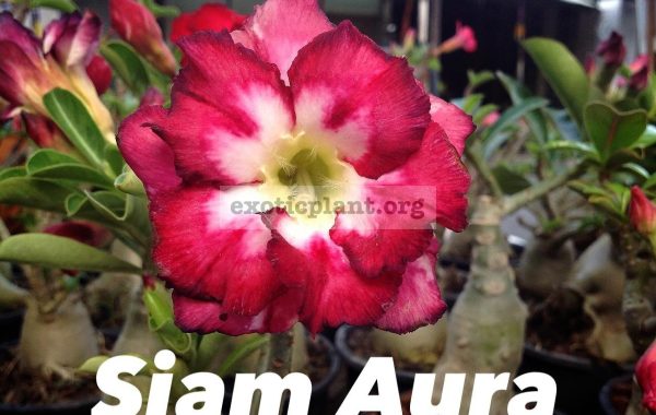 adenium-Siam-Aura