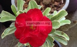 adenium-Siam-Aurora-variegated-30