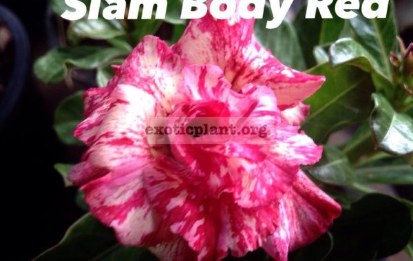 adenium-Siam-Body-Red-