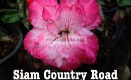 adenium-Siam-Country-Road