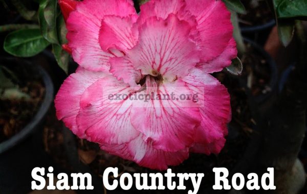 adenium-Siam-Country-Road