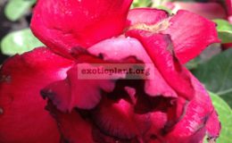 adenium-Siam-Jai-Red-