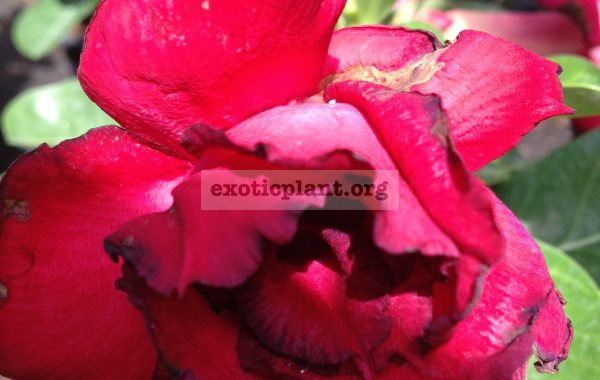 adenium-Siam-Jai-Red-