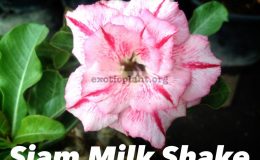 adenium-Siam-Milk-Shake