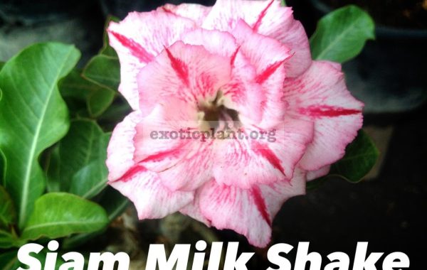 adenium-Siam-Milk-Shake