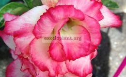 adenium-Siam-Orange-
