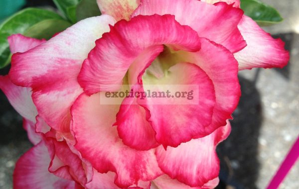 adenium-Siam-Orange-