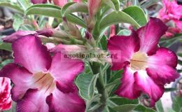 adenium-Siam-Purple-17