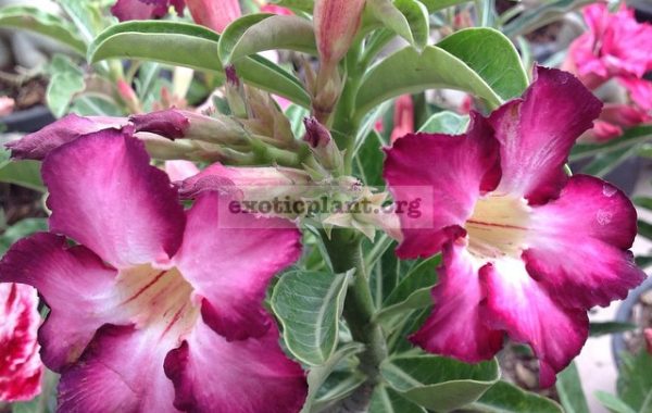 adenium-Siam-Purple-17