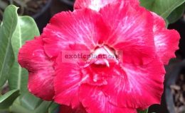 adenium-Som-Shogune-26