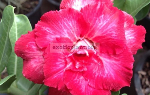 adenium-Som-Shogune-26