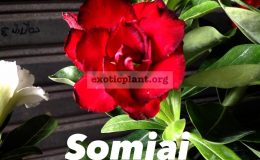 adenium-Somjai