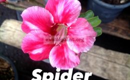adenium-Spider-650