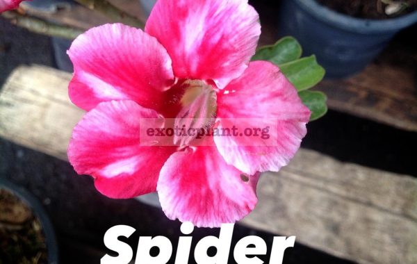 adenium-Spider-650