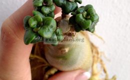 adenium-Stone-MINI-