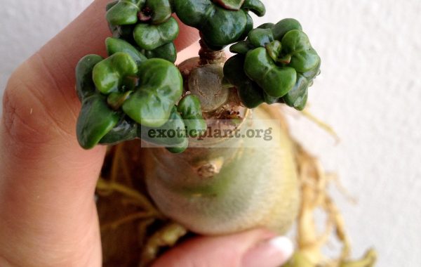 adenium-Stone-MINI-